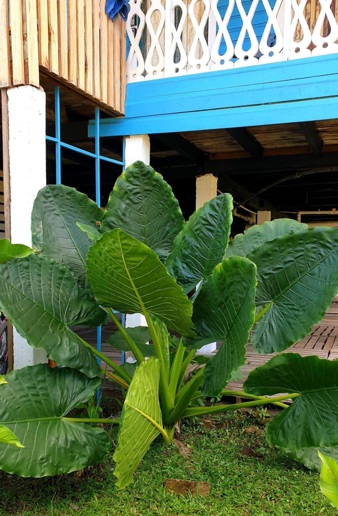 Old Bocasso Hostel Bocas Town Luaran gambar